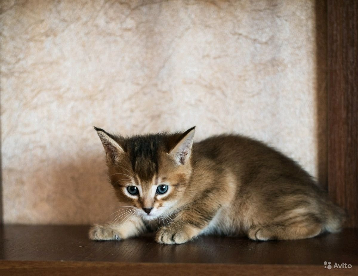 Коты рахиты фото