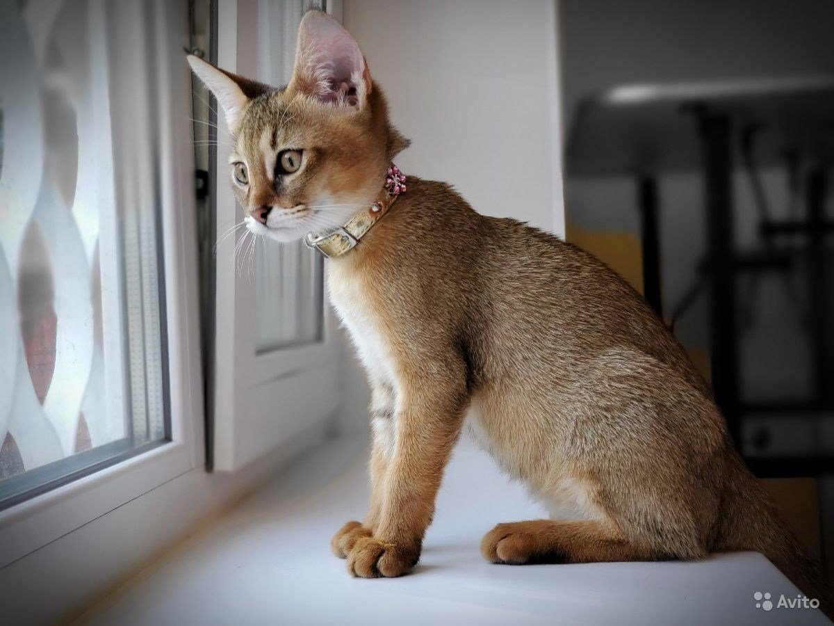 Абиссинская кошка чаузи ф1