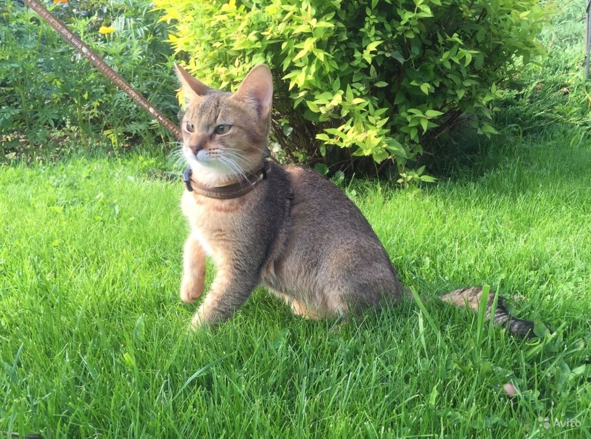 Абиссинцы кошки черные