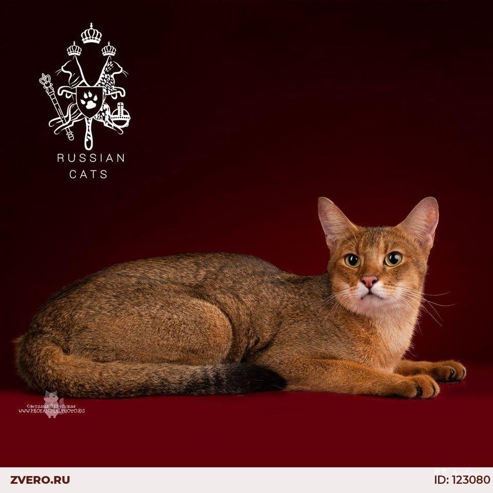 Чаузи и Саванна кошки