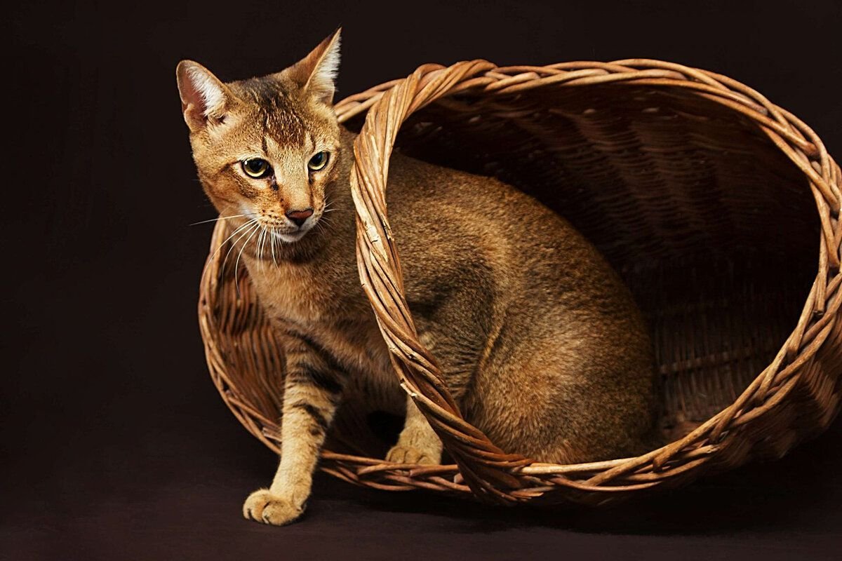 Игрушка для кошки