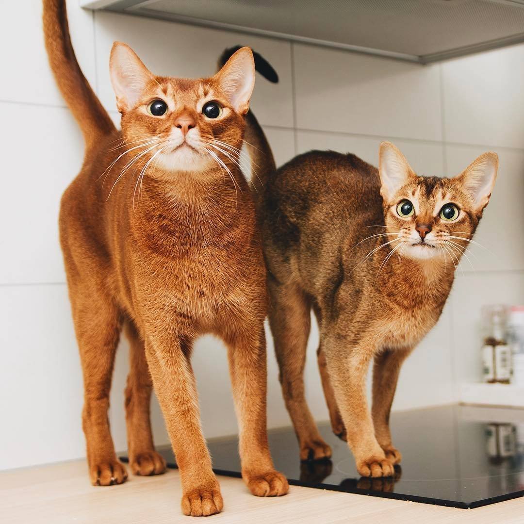 Абиссинец и бенгал метис