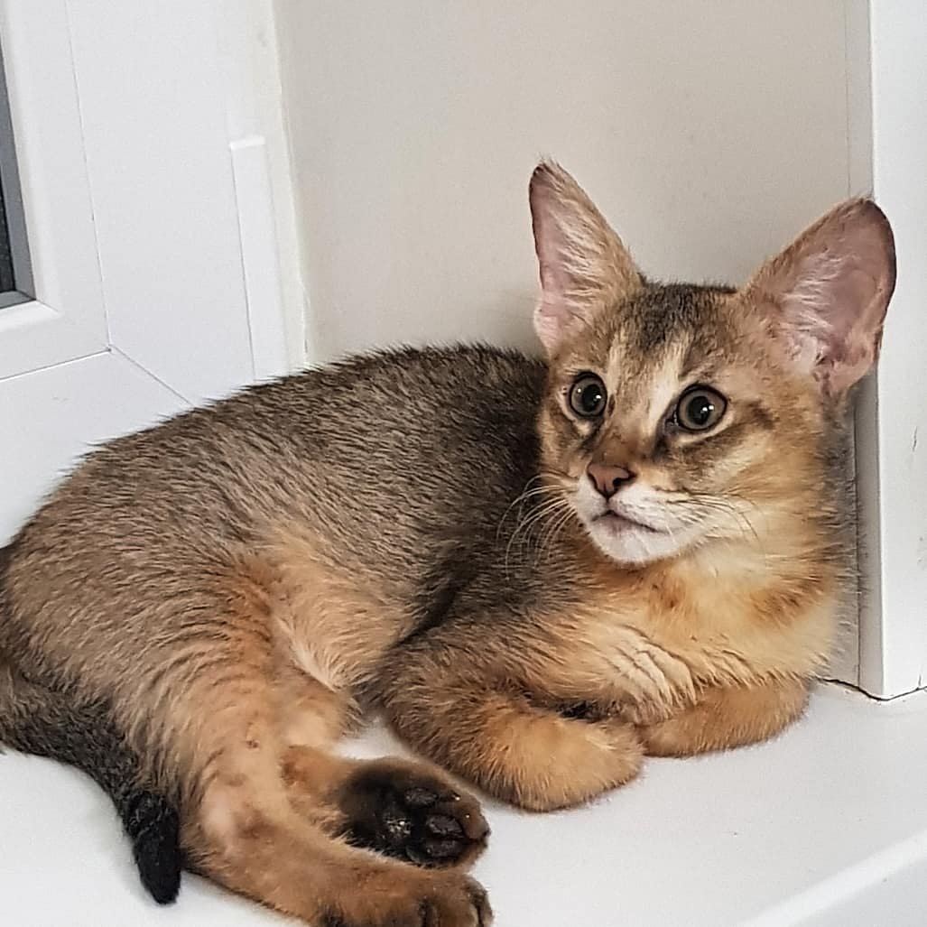 Чаузи Камышовая кровь