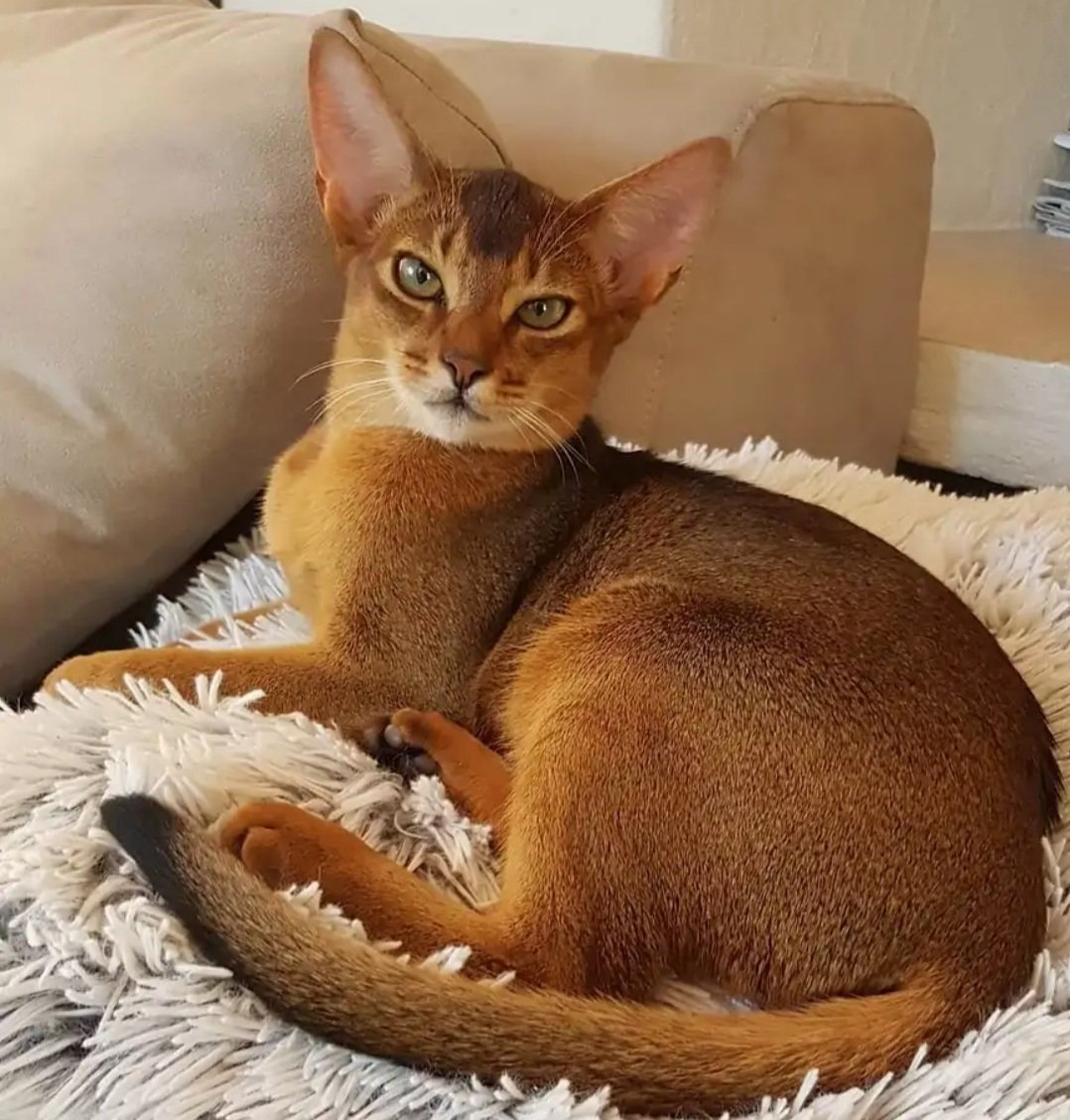 Купить кошку в Москве