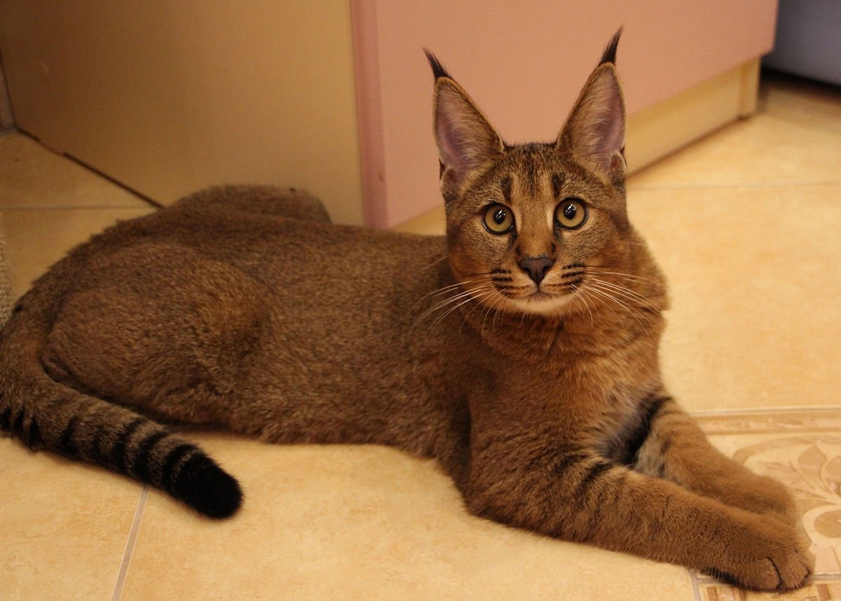 Каракал и каракет