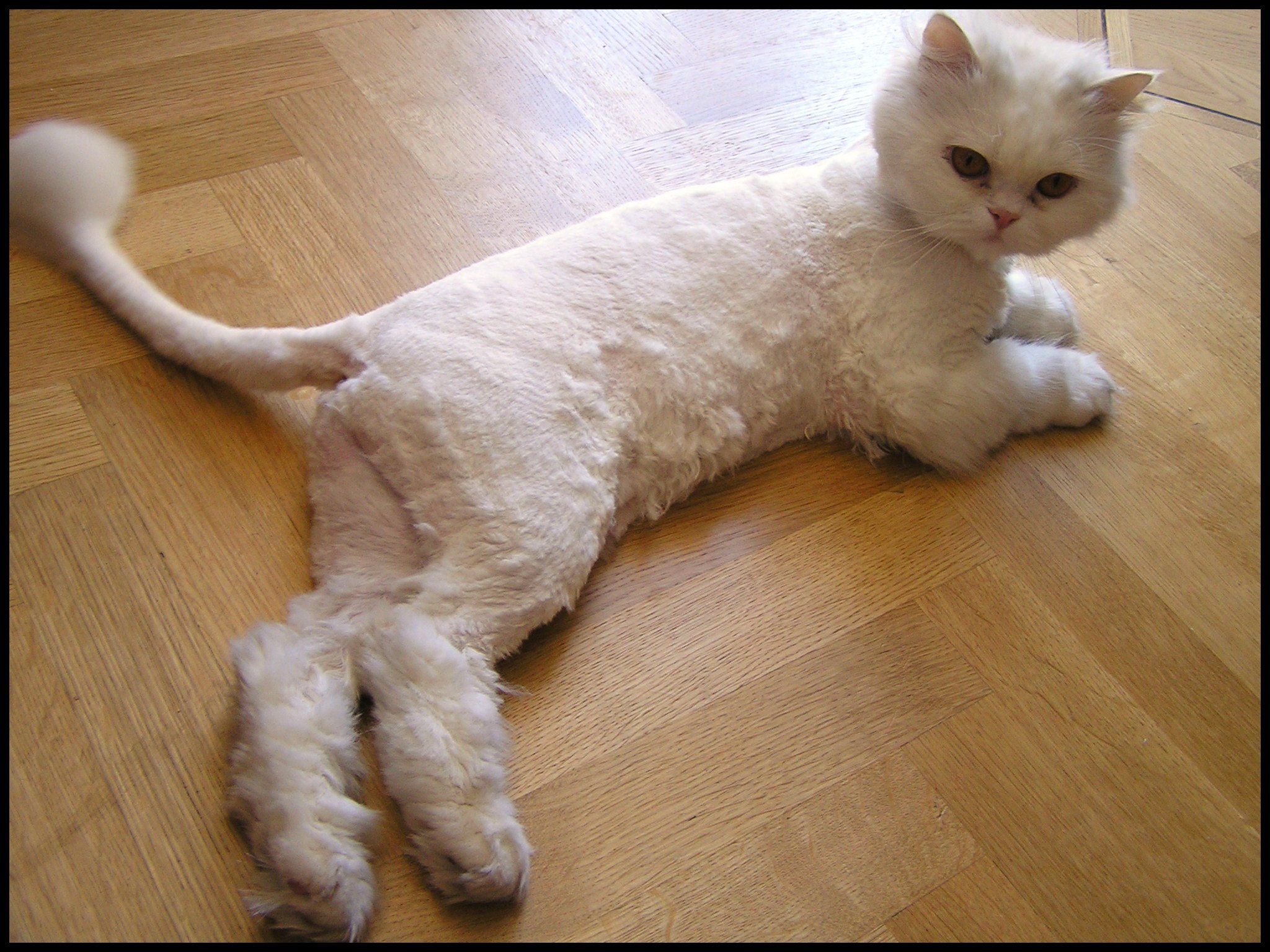 Можно брить кошек. Стрижка кота. Стрижка пушистых котов. Подстриженная кошка. Стриженный белый кот.
