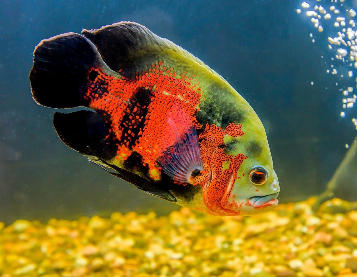 Астронотус аквариумная Пресноводная рыба