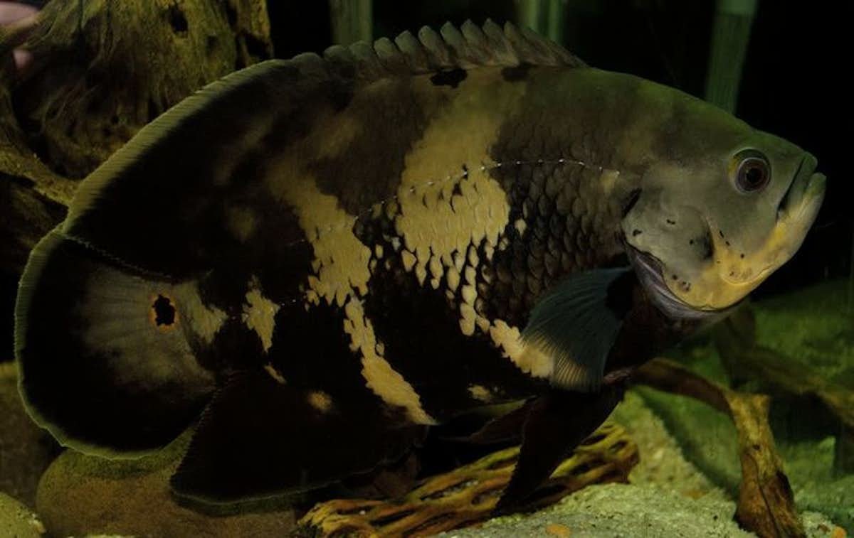 Астронотус дикий