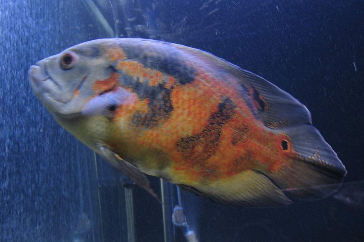 Астронотусы Оскар