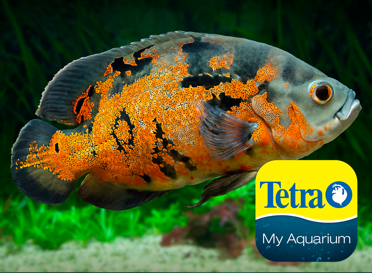 Астронотус с цихлидами