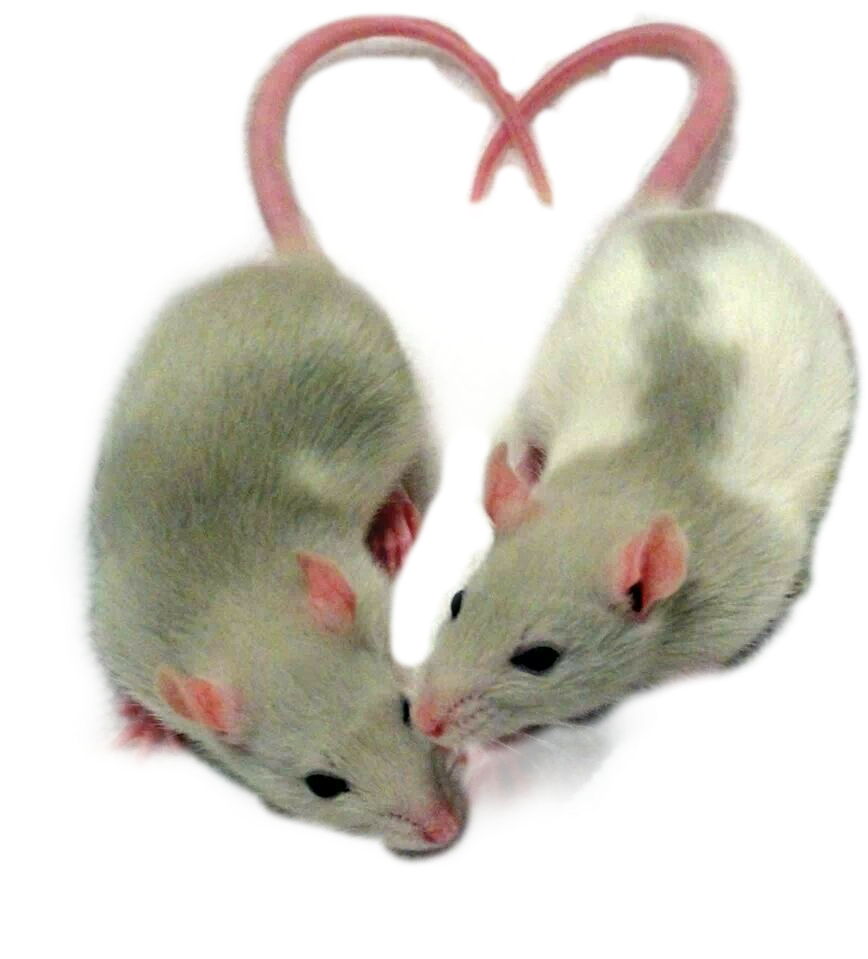 Картинка 5 мышек