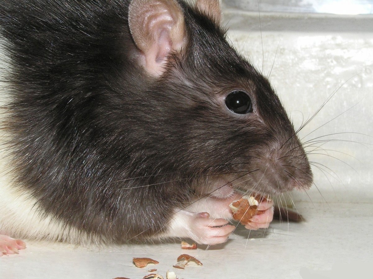 Крысиные восьмизубы