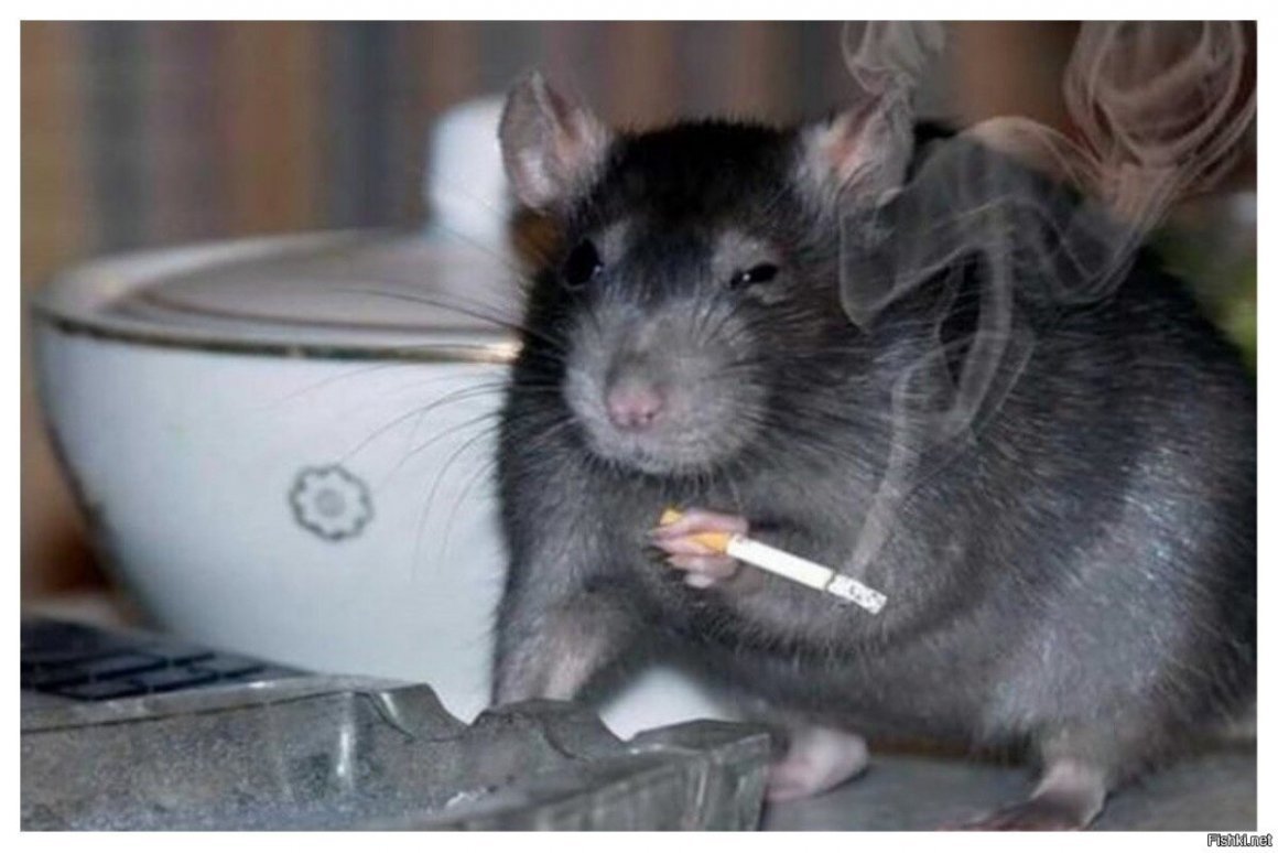 Мышки из Шрека