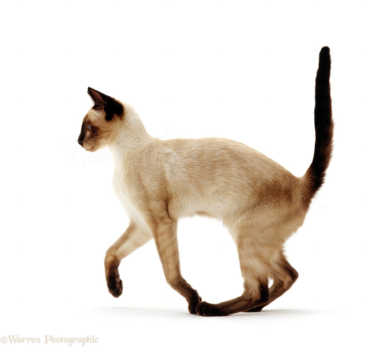 Хвост сиамской кошки. Сиамская кошка гладкошерстная. Сиамская Ориентальная кошка. Ориентальная кошка профиль Сиамская. Лапы сиамской кошки.