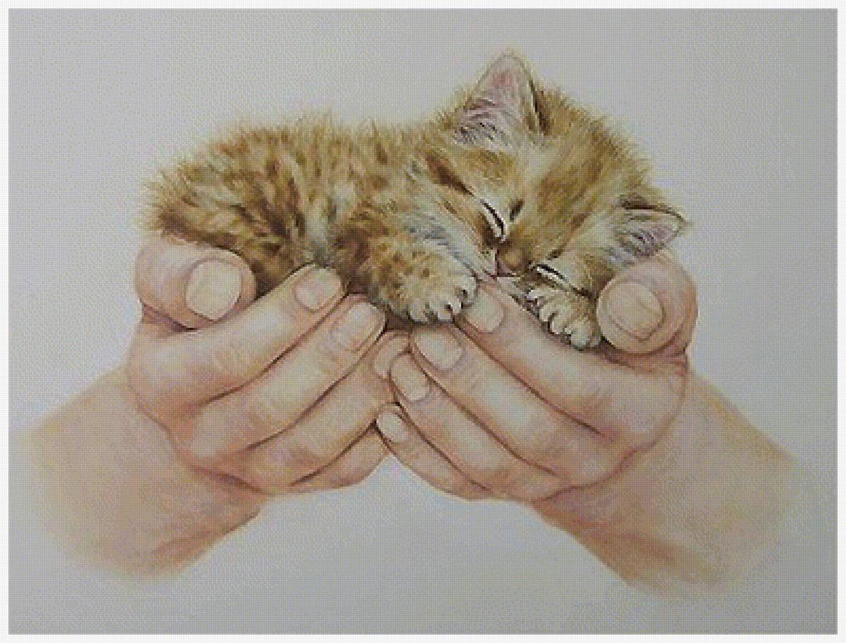 Уютный котик