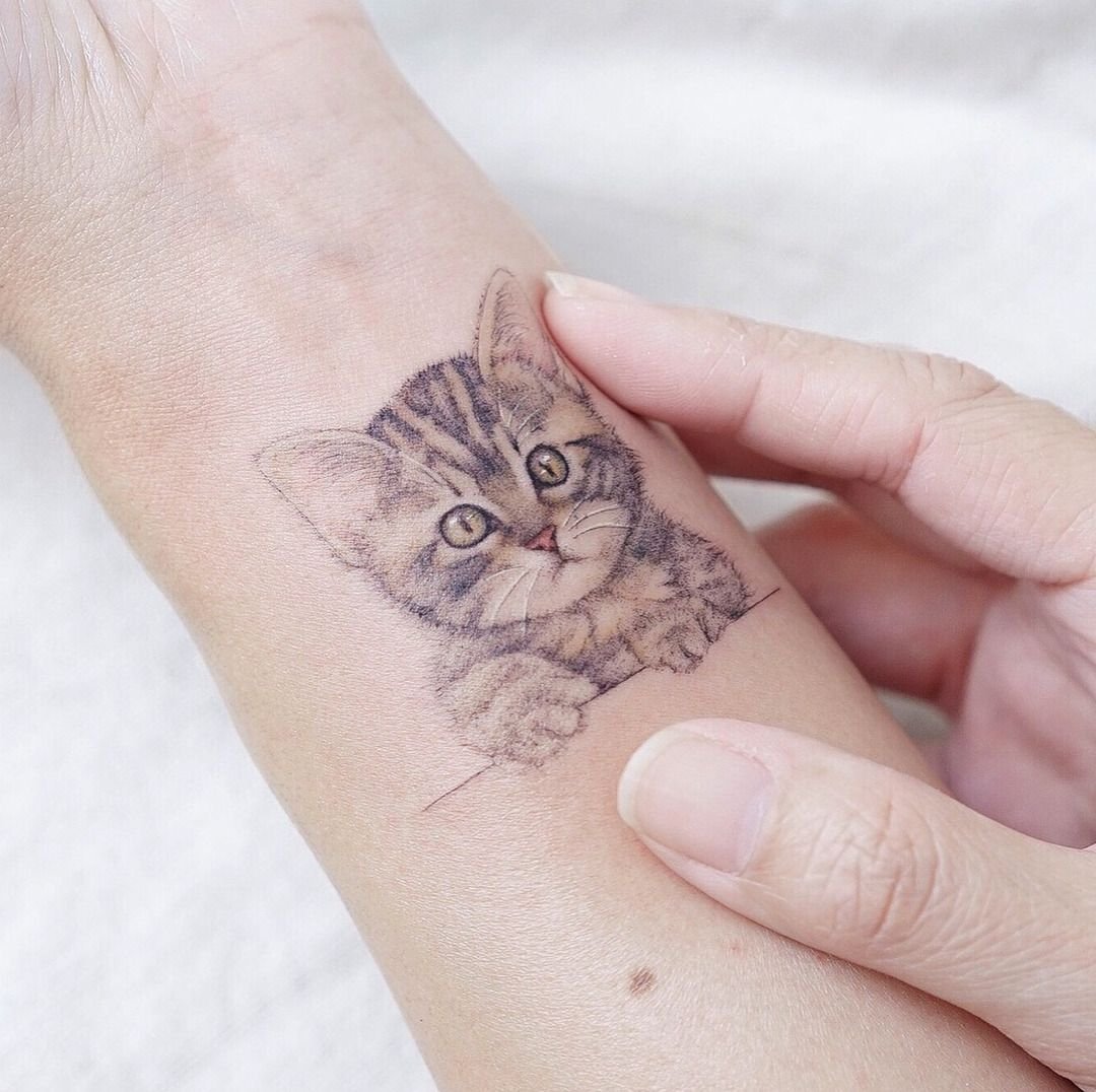 Микеланджело Сотворение кота