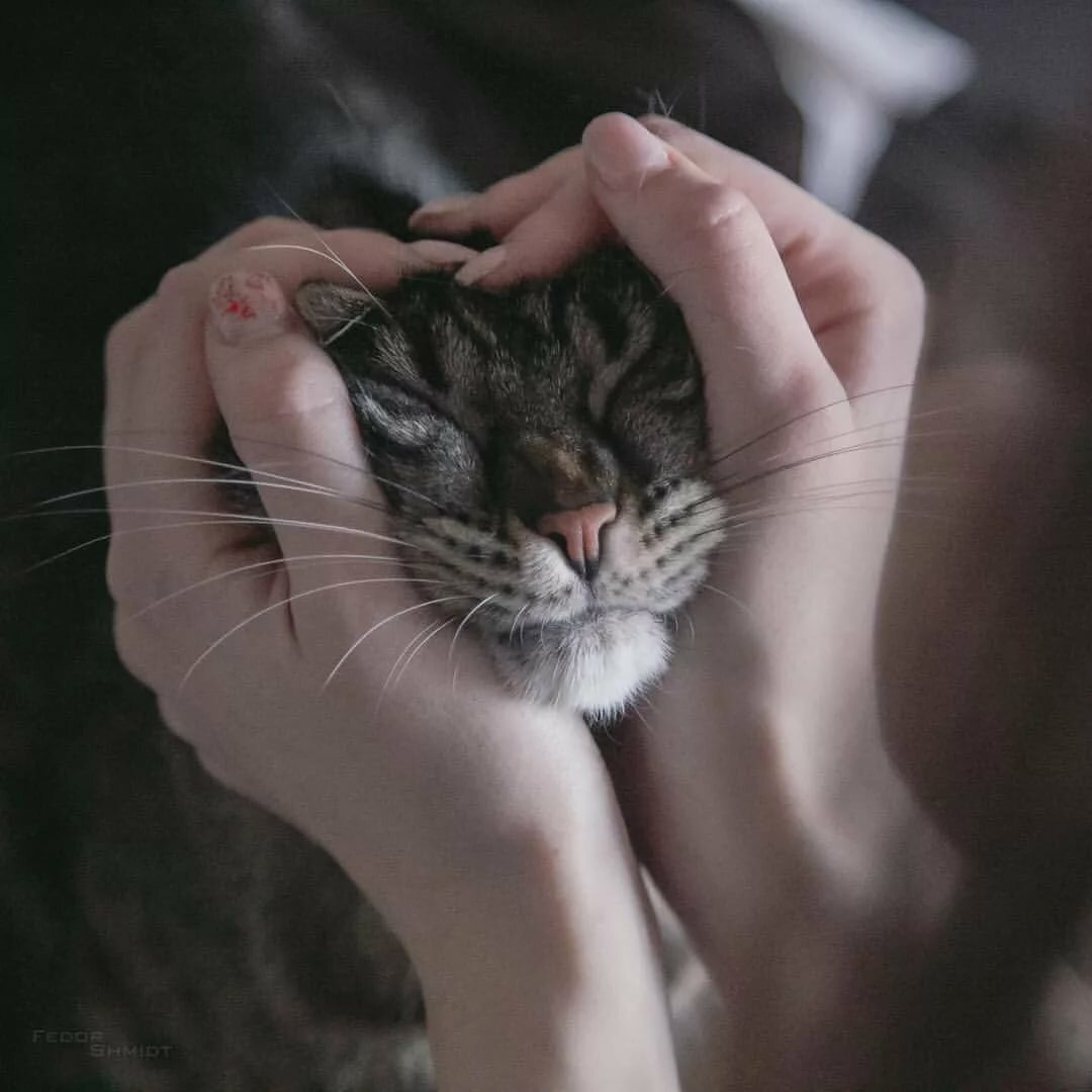 Милые котики Эстетика