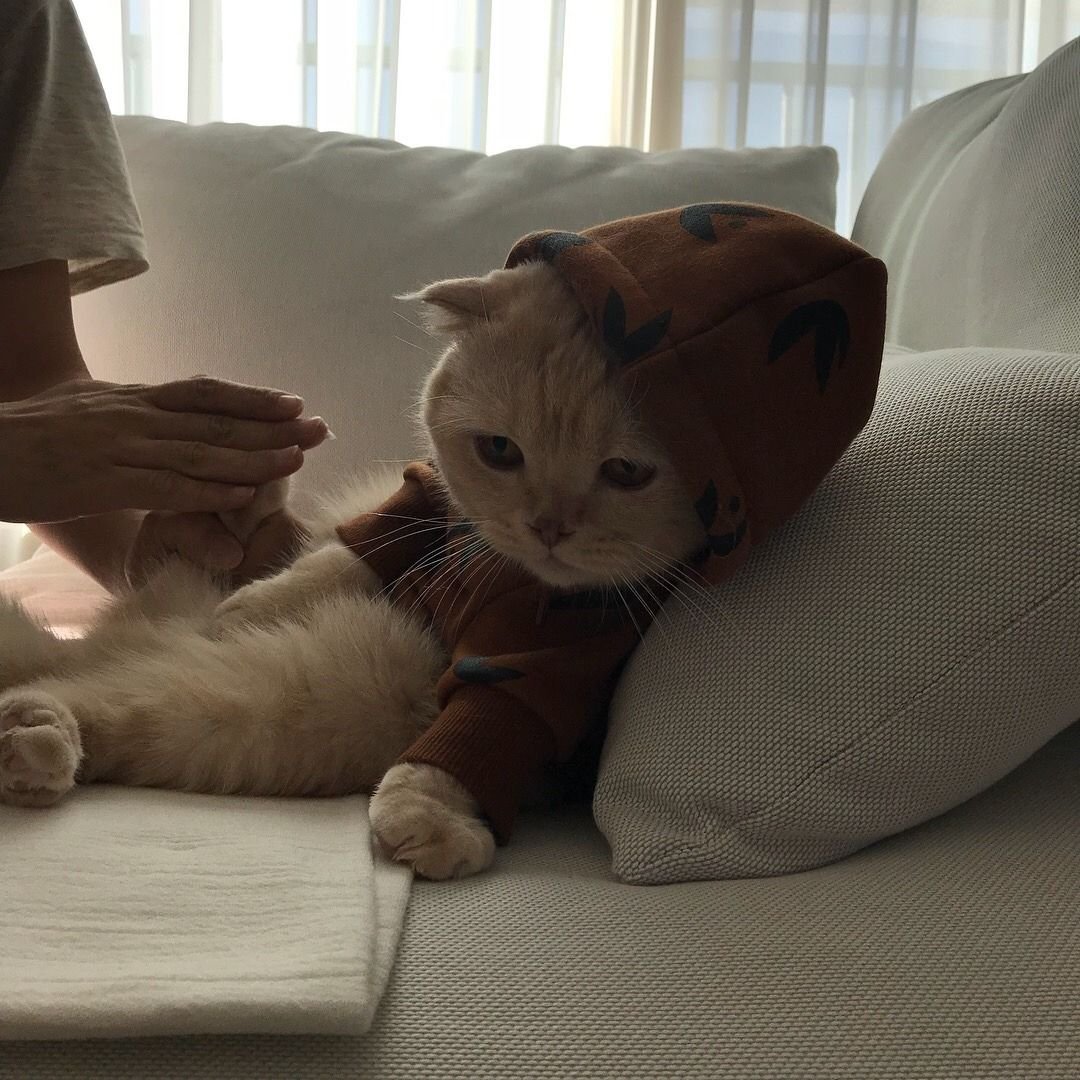 Котики Эстетика