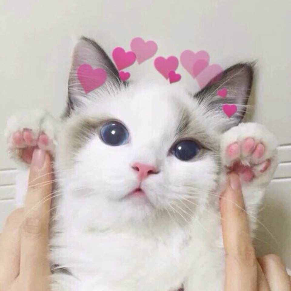 Котики для эстетики