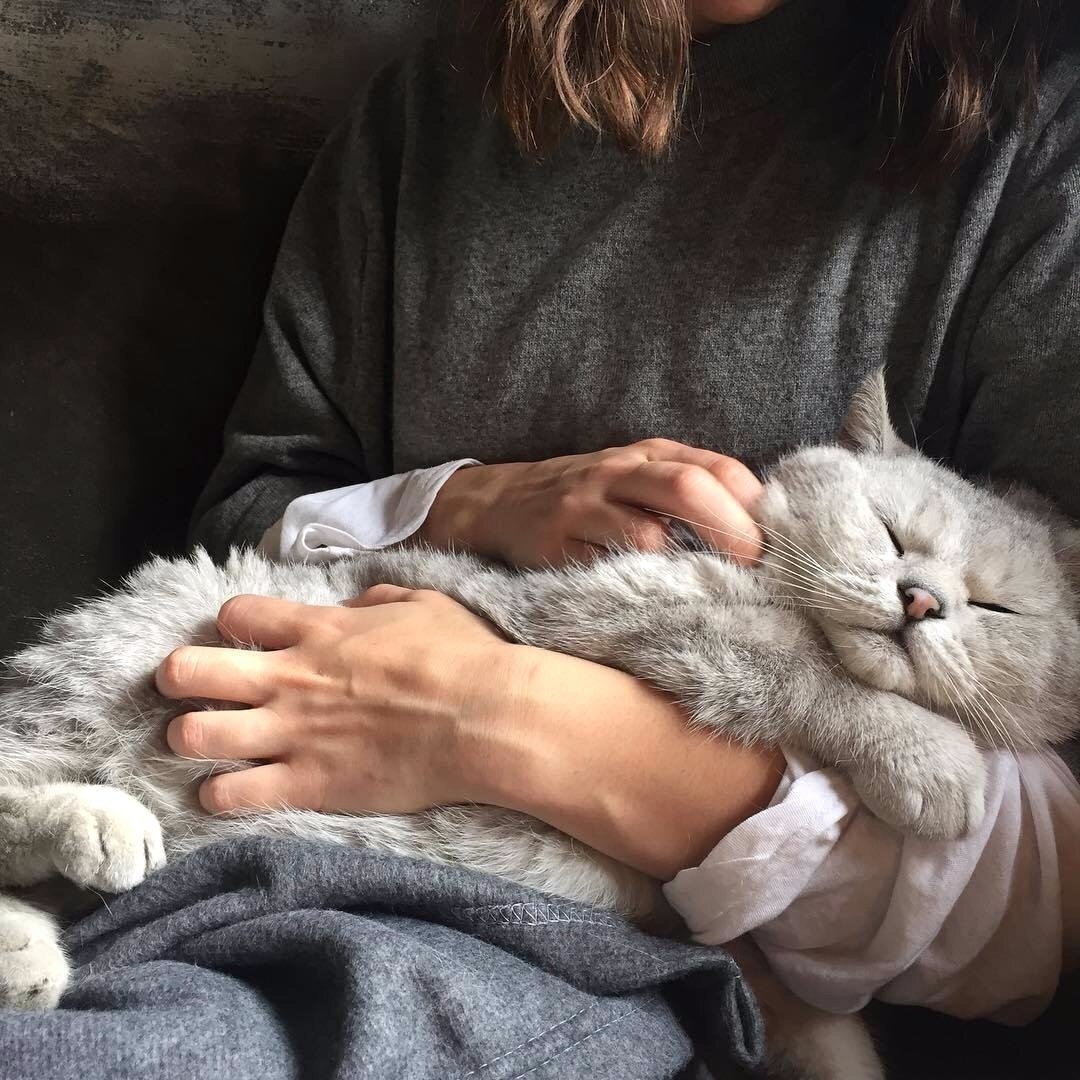 Эстетичные котики