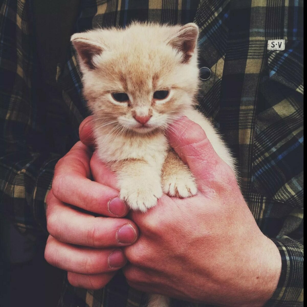 Девушка с кошкой на руках