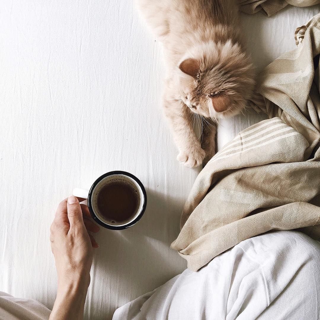 Милый котик