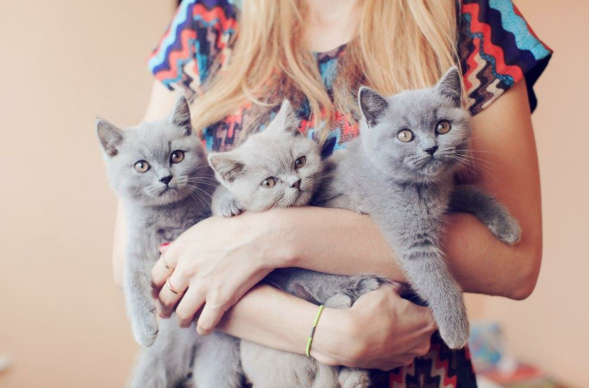 Эстетичные котики