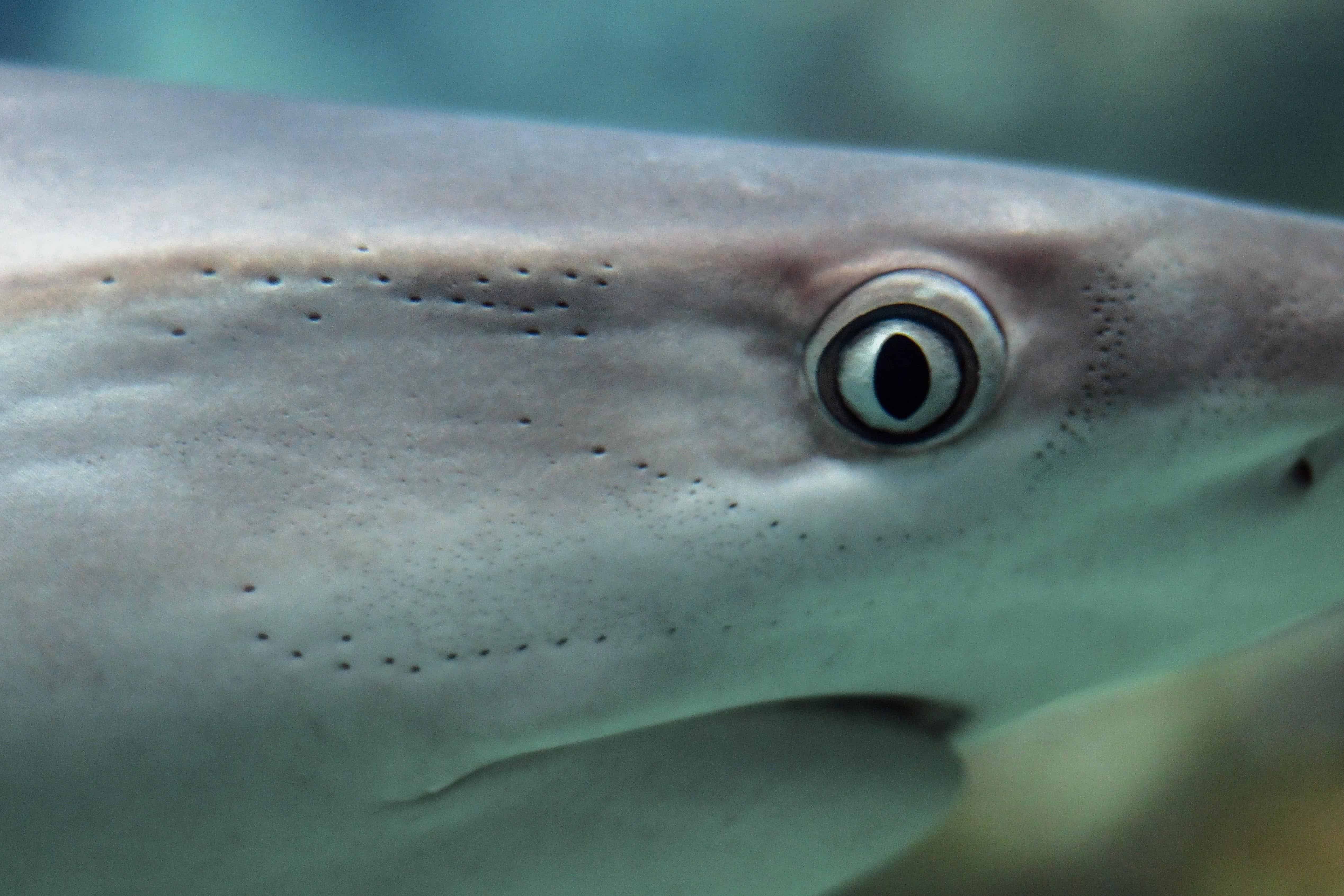 Какие ноздри у рыб. Белоглазая акула. Мадагаскарская акула. Белоглазая акула Оустона. Катран акула.