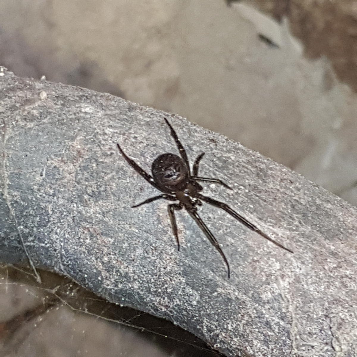 Пауки дальнего Востока фото с названиями