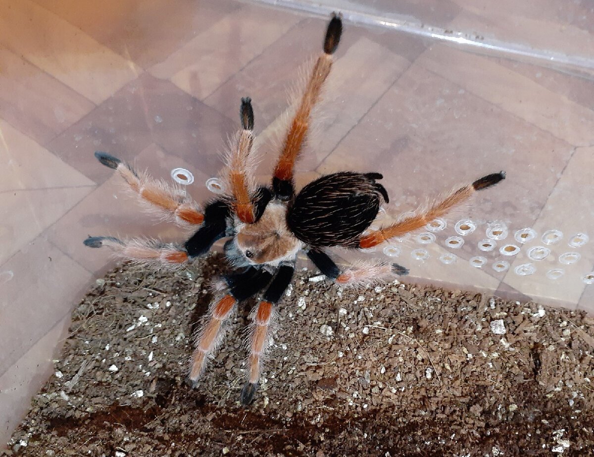 Птицеед дома