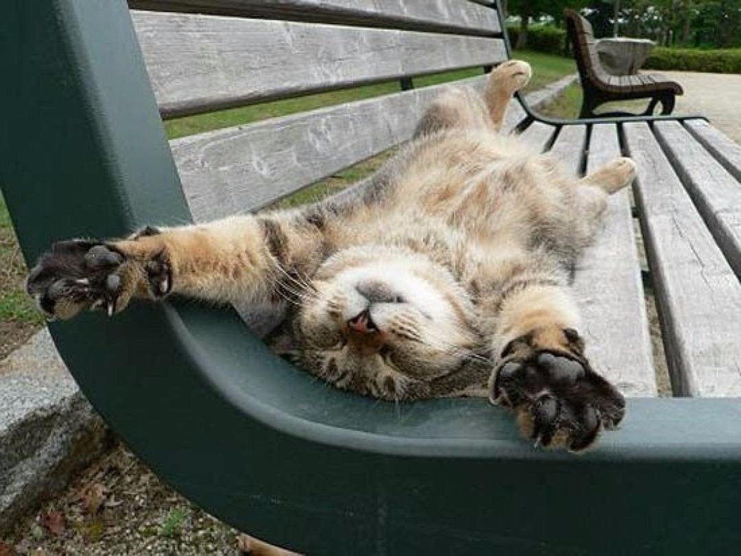 Расслабленный кот