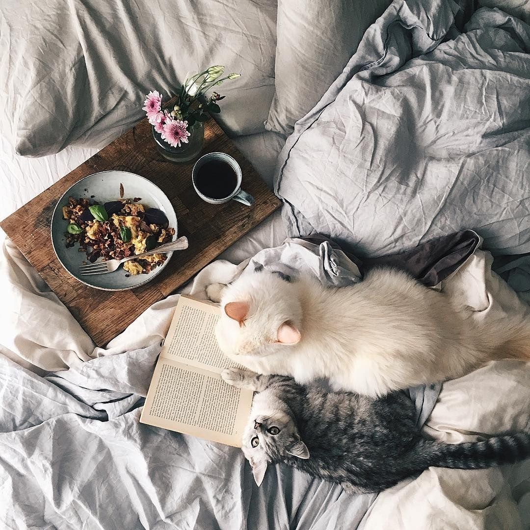 Уютные коты