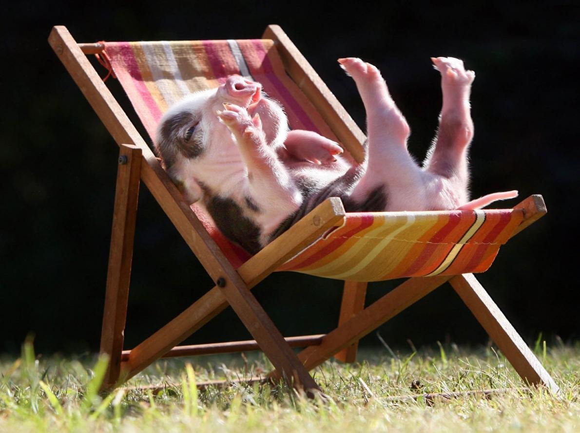 Животные в отпуске