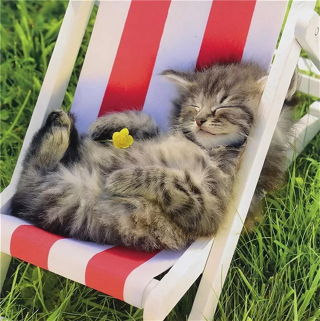 Кот отдыхает