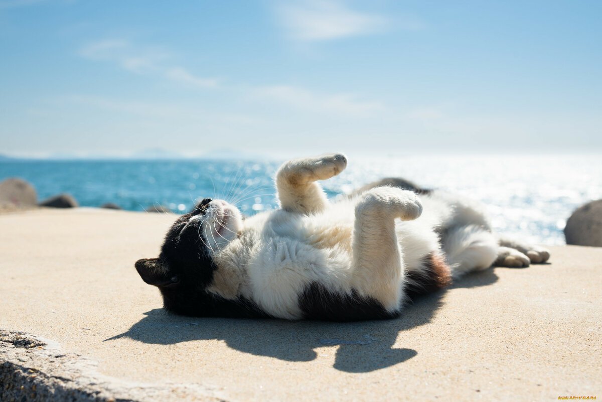 Кот отдыхает