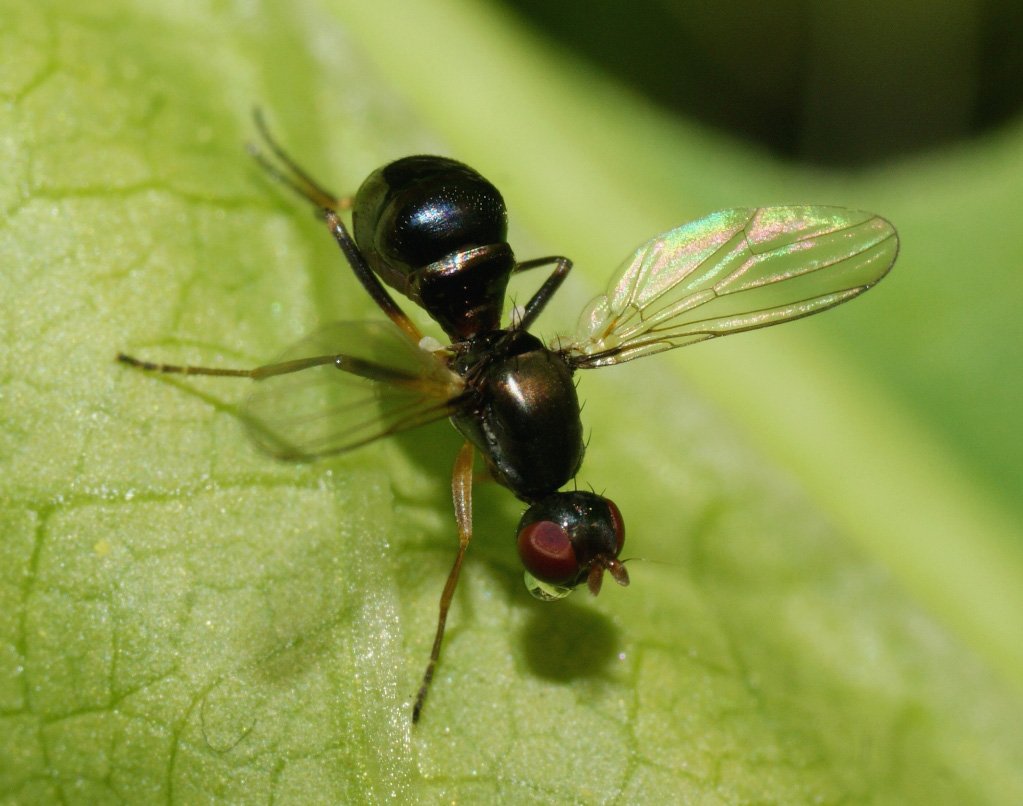 Лето Стрекоза