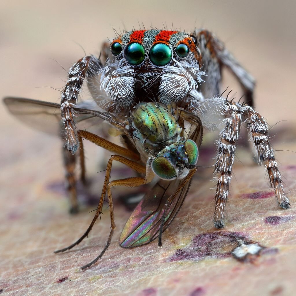 Кузнечик Толстун Палласа