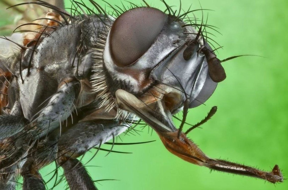 Жук олень и Жук носорог