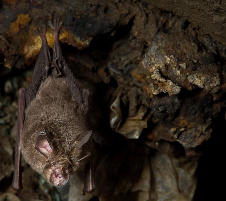 Летучая мышь