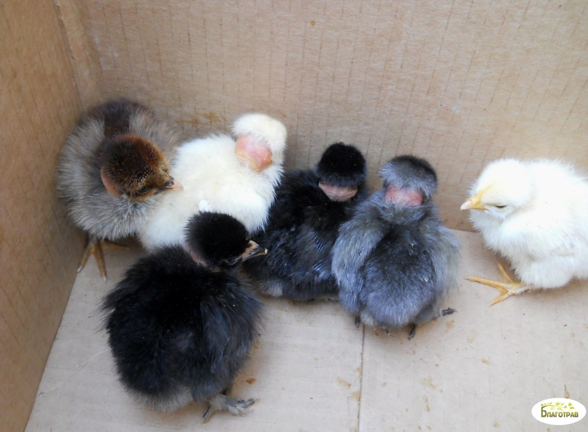 Ангорская хохлатая курица