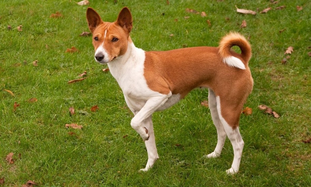 Лапа басенджи