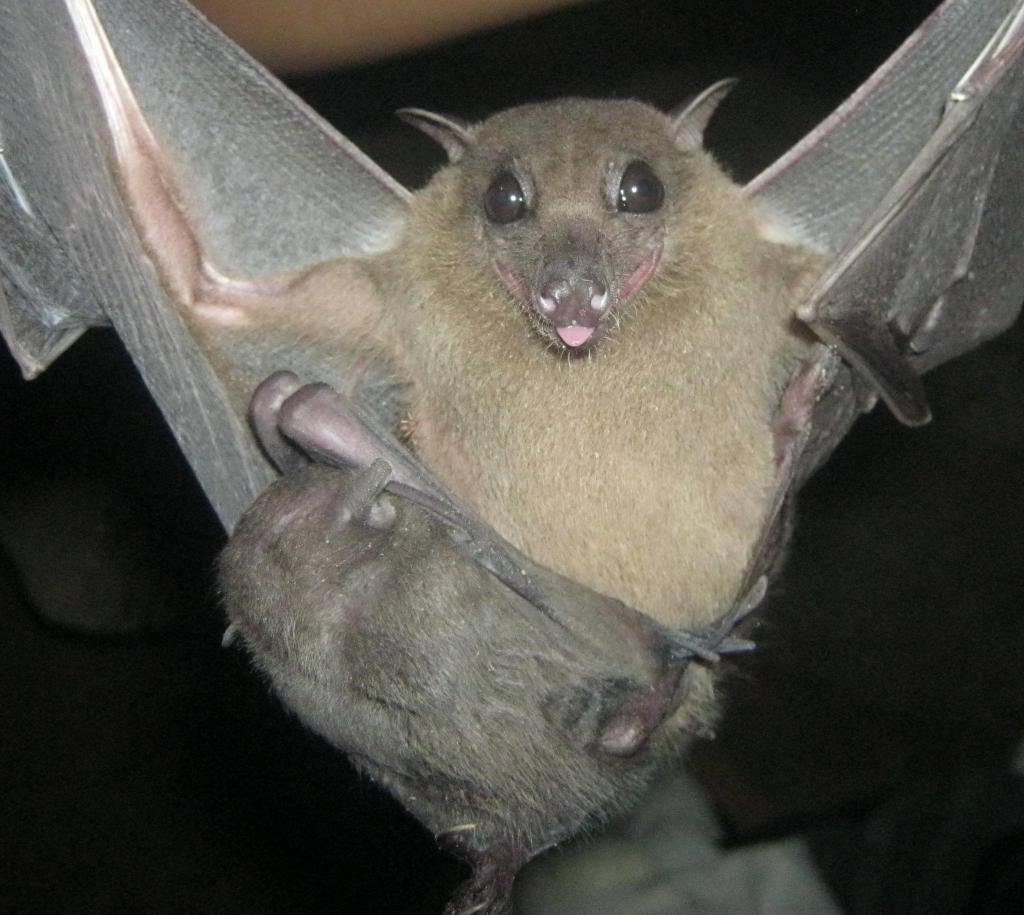 Летучая мышь деревенская