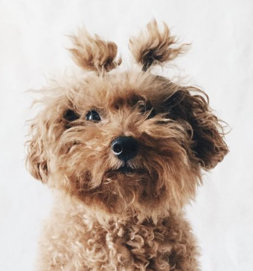 Шарпей складки