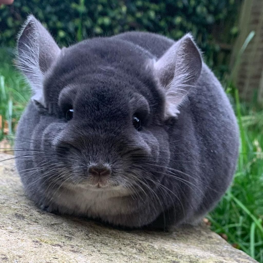 Шиншилла ультрафиолет