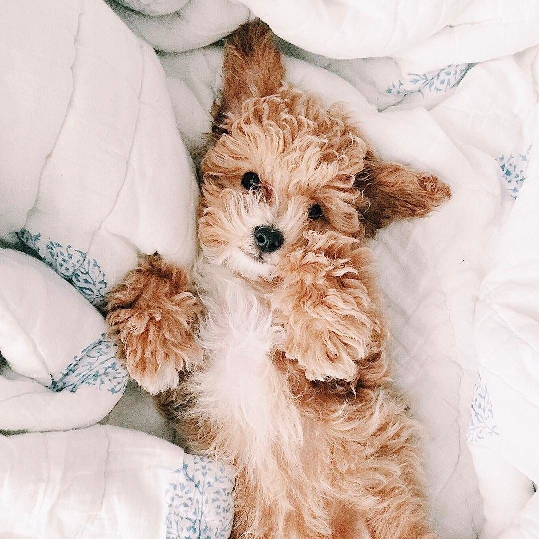 Порода русская псовая борзая