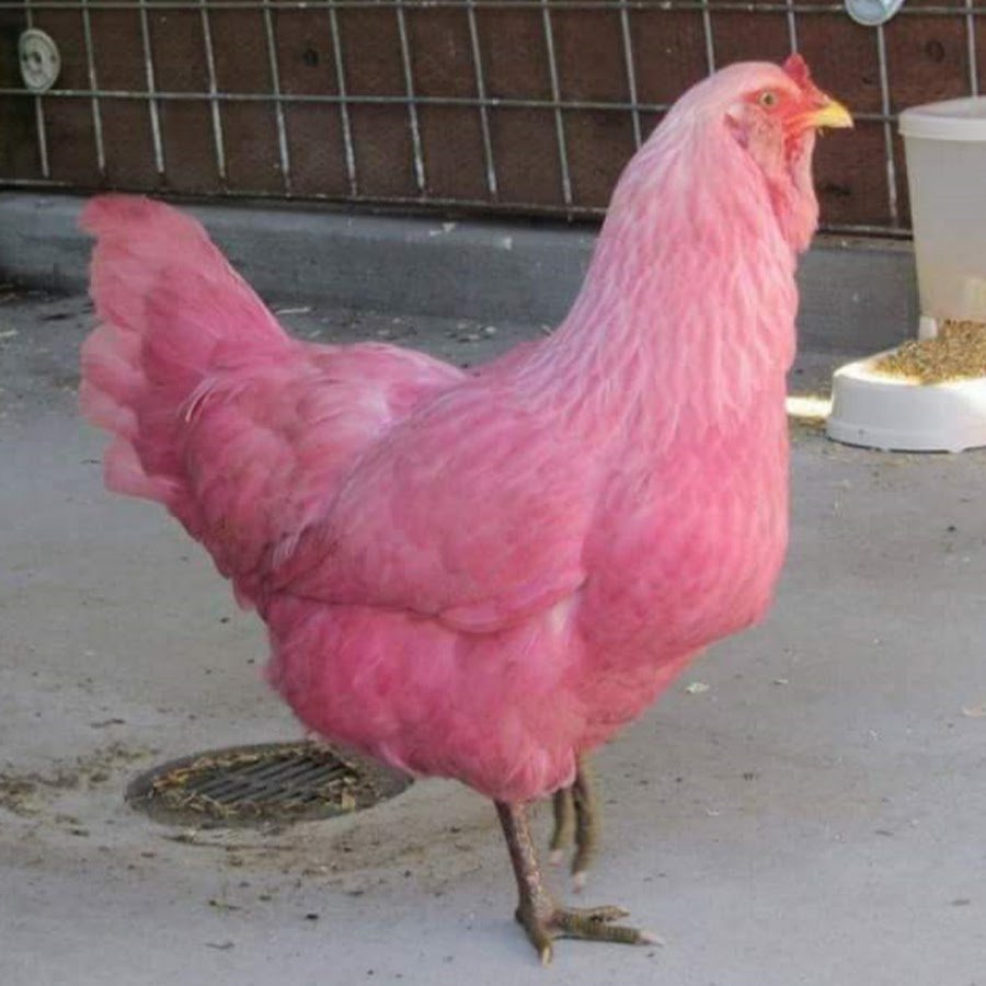 Агрессивный петух