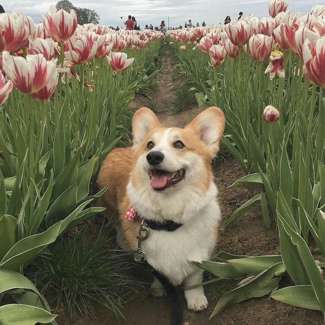 Бассет хаунд