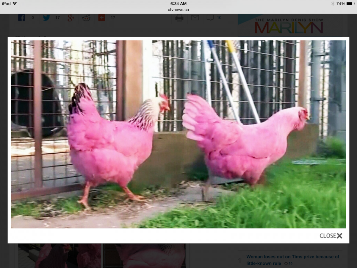 Лысая курица