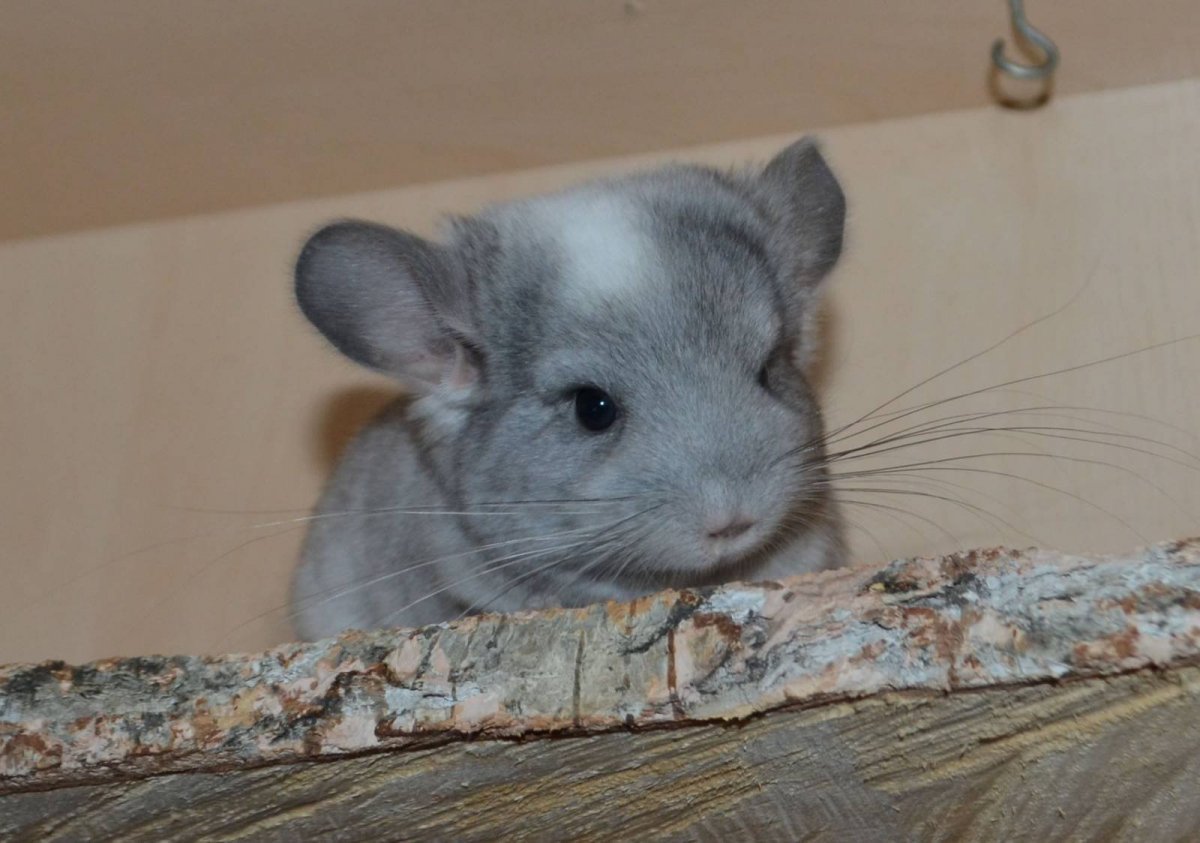 Шиншилла эбони голубой