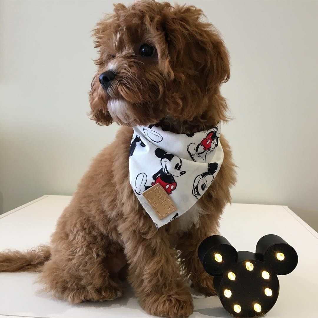 Иллюстрации собак разных пород